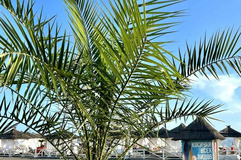 Квартира рядом с морем на ул. Тюльпанов