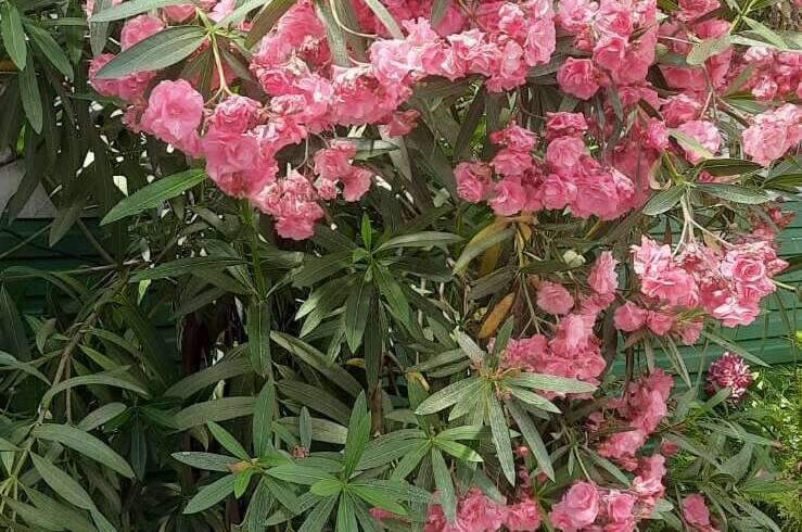 Вилла «Лиза»