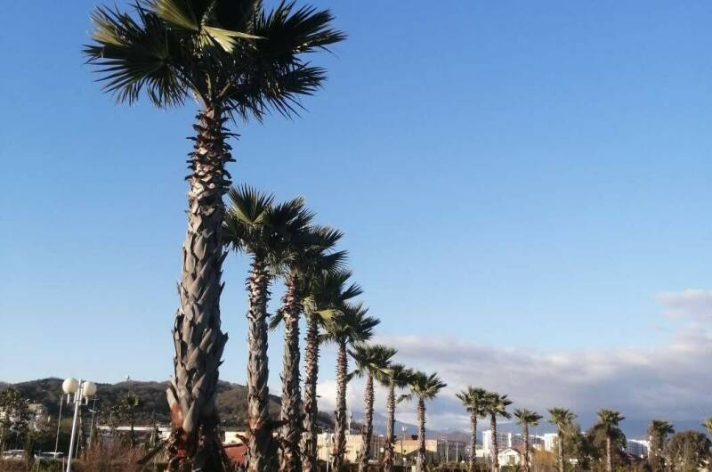 Апартаменты в Сириусе