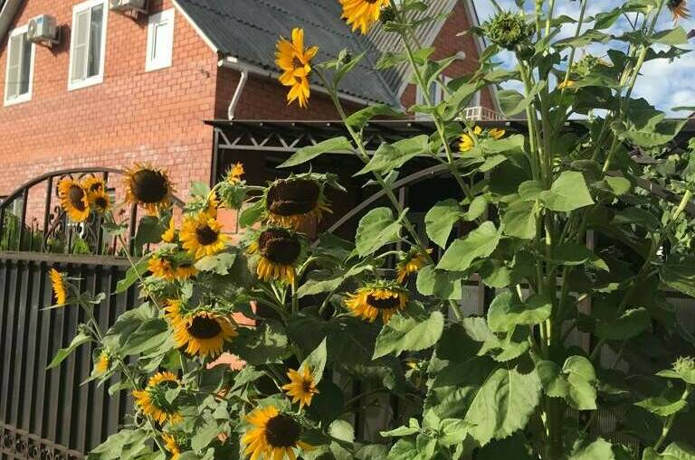 Частный дом «У Ларисы»