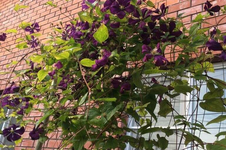 Частный дом «У Ларисы»