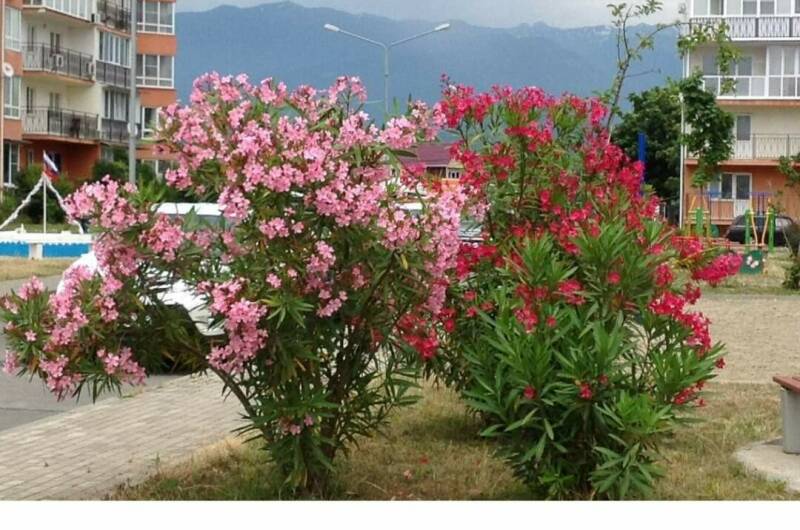 Трёхкомнатная квартира в Сириусе