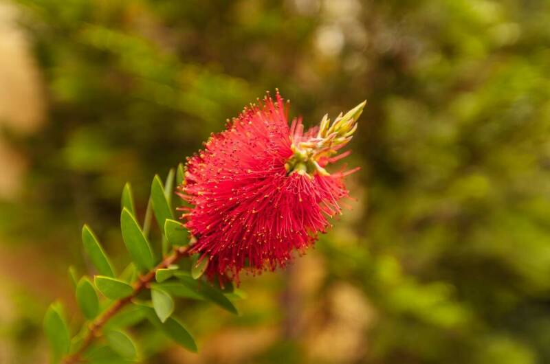 Гостевой дом «Аист и Капуста»