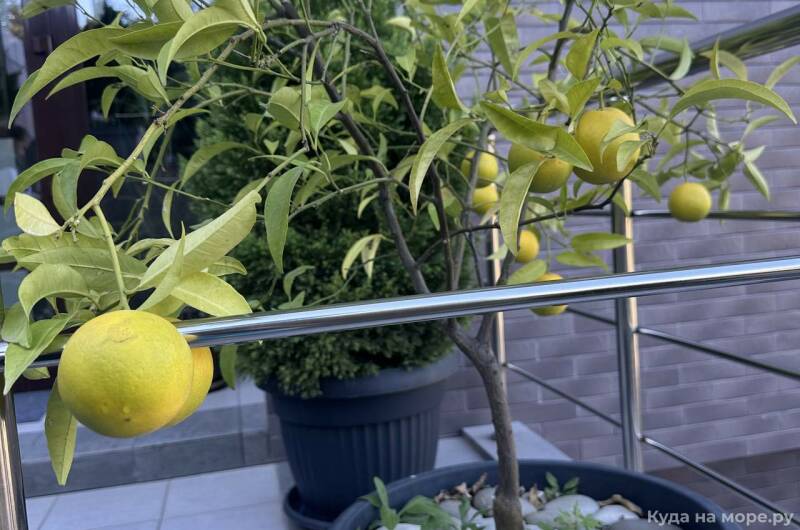 Апарт-отель «Holiday and Business Apartments»