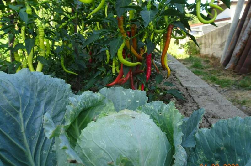 Эко-дом под ключ «Ветряная Мельница»