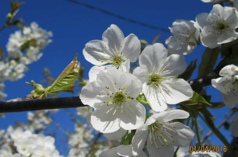 Эко-дом под ключ «Ветряная Мельница»