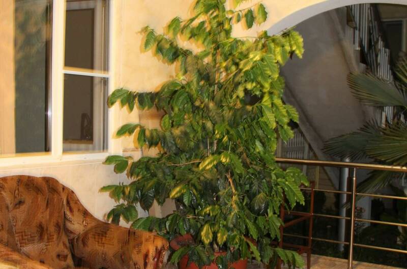 Гостевой дом «Виктория»