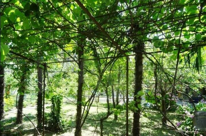 Частный сектор «Инжир»