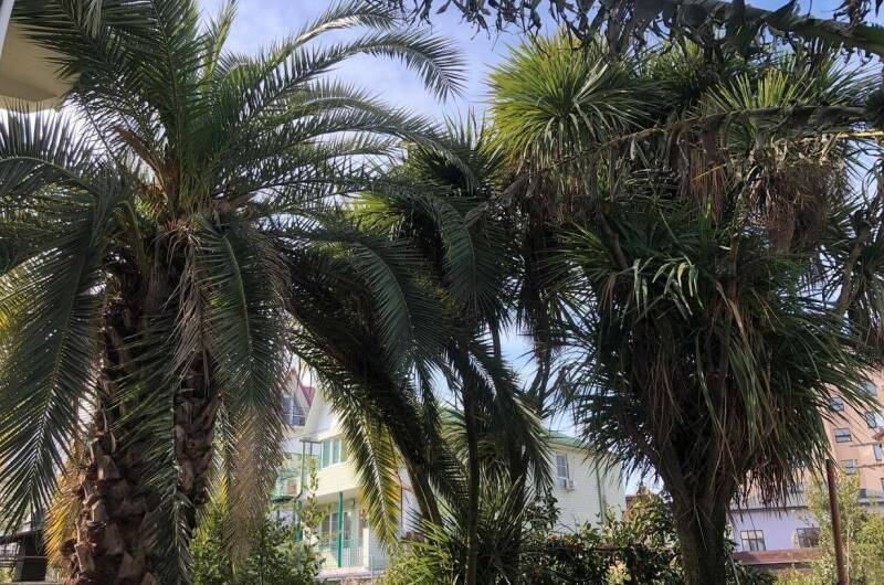 Гостевой дом «Тропики»