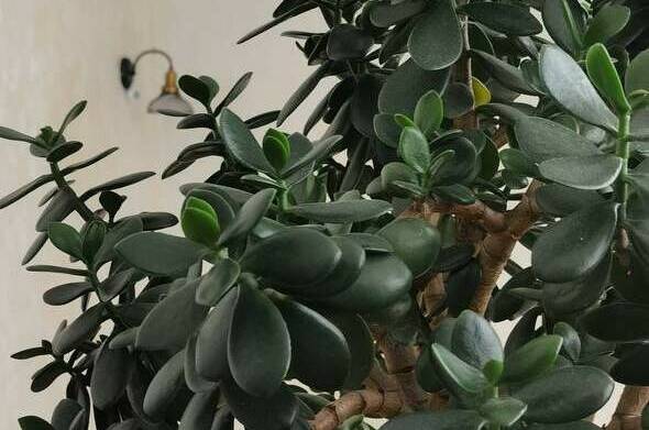 Гостевой дом «Палермо»