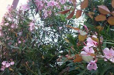 Гостевой дом «EdMan»