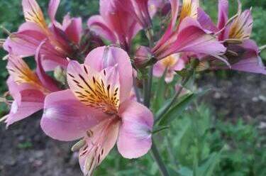 Гостевой дом «EdMan»