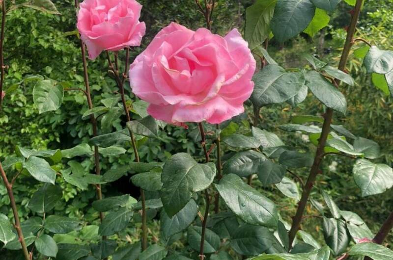 Гостевой дом «Сура»