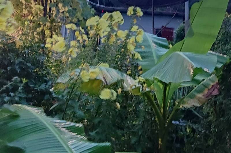 Гостевой дом «У Кедра»