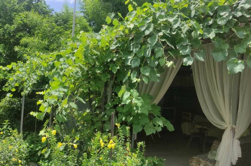 Гостевой дом «У Кедра»