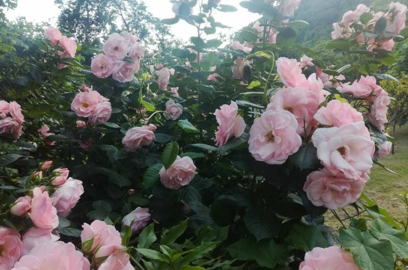 Гостевой дом «Ангели»