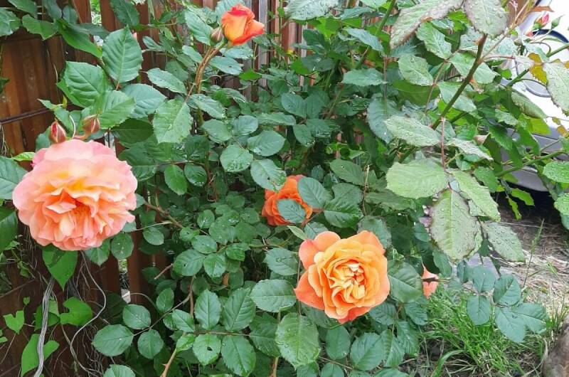 Апартаменты в гостевом доме «Тишины хочу»