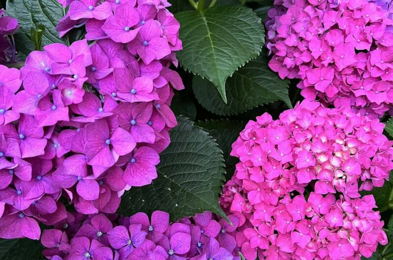 Гостевой дом «Мини Пальма»