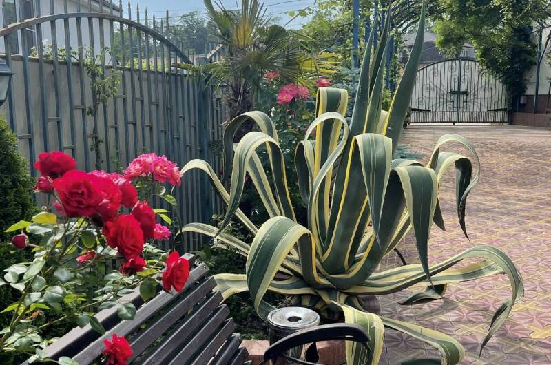 Гостевой дом «Горная орхидея»