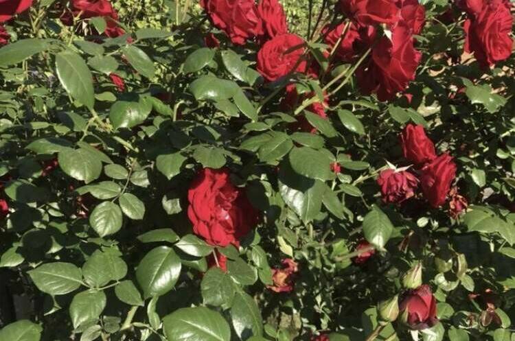 Гостевой дом «ТриЯ»