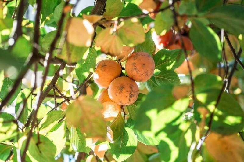 Гостевой дом «Грант»