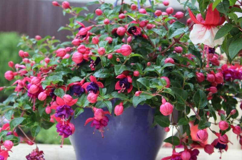 Гостевой дом «Ангелина»