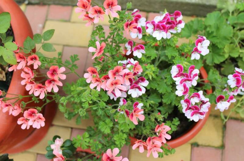 Гостевой дом «Ангелина»