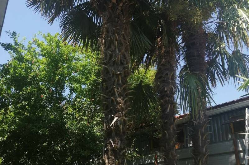 Гостевой дом «Пальмира»