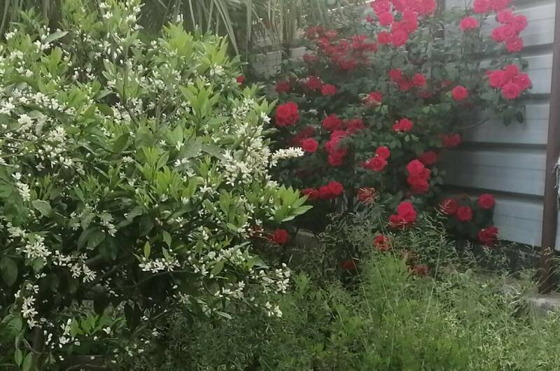 Гостевой дом «Пальмира»