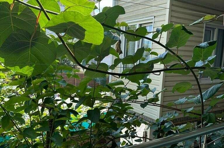 Гостевой дом «Мир»