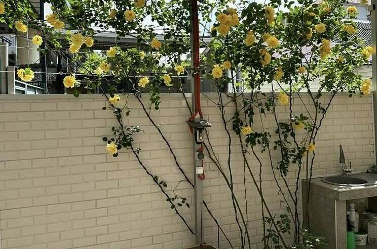 Гостевой дом «Мир»