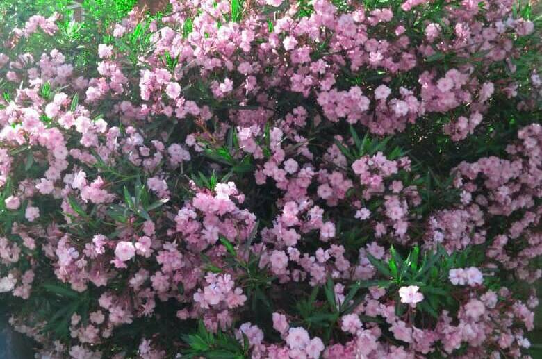 Гостевой дом «Аметист»