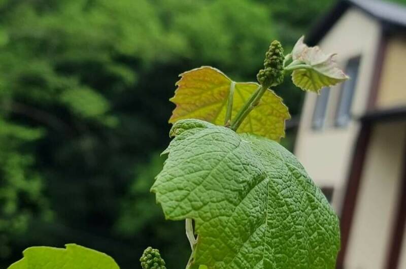 Гостевой дом «Новый свет»