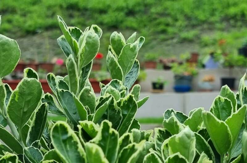 Гостевой дом «Новый свет»