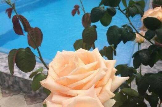 Гостиница «Алекс»