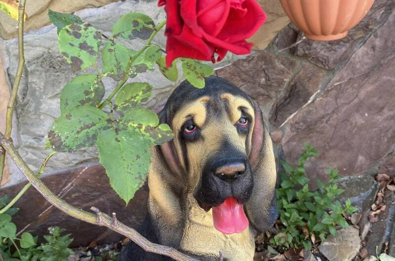 Отель «Белая Берёзка»