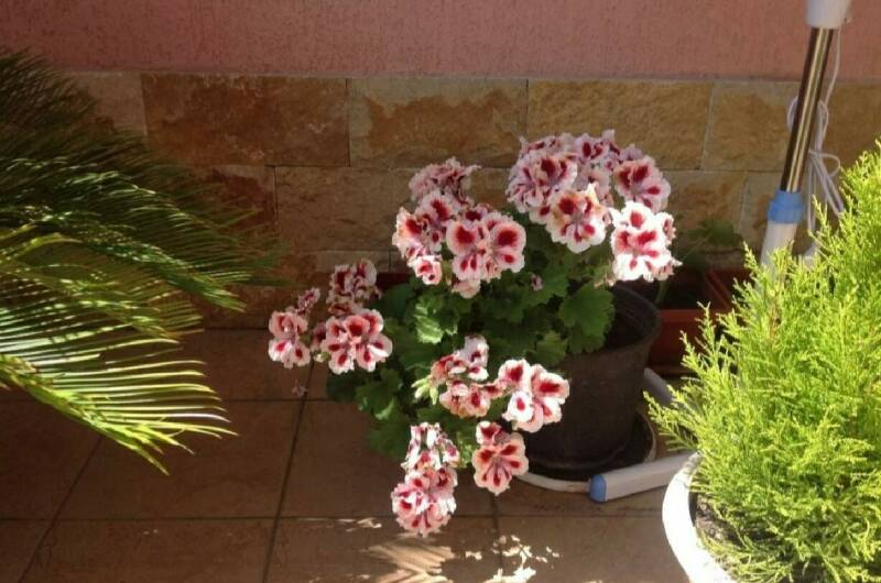 Гостевой дом «Старт»