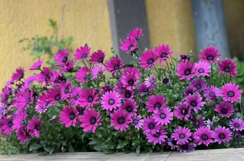 Гостевой дом «Виктория плюс»