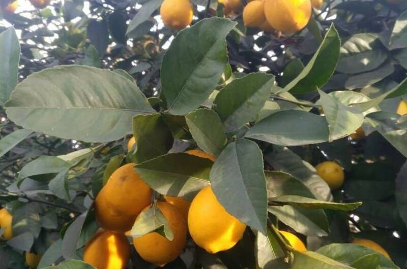 Гостевой дом «Летний»