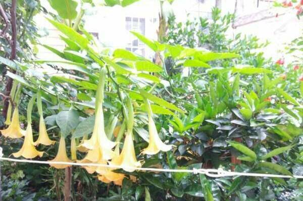 Гостевой дом «Приморский дворик»