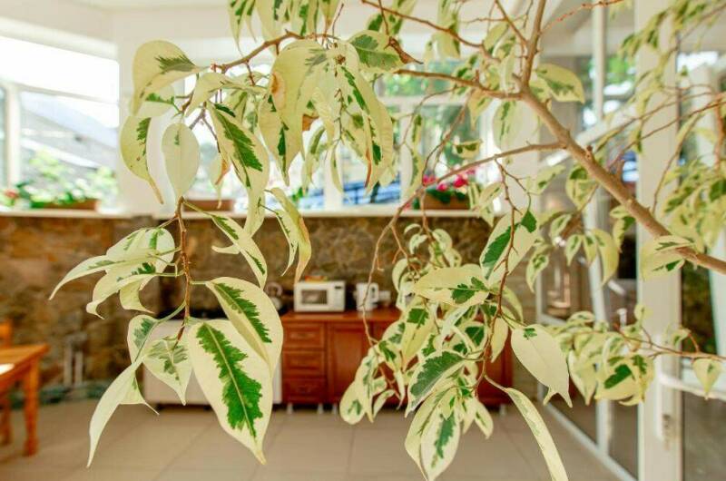 Гостевой дом «Колибри Beach»