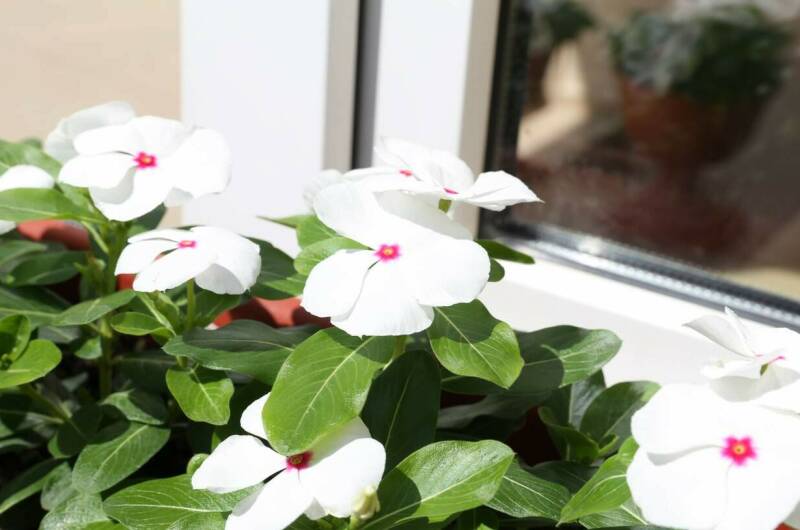 Гостевой дом «Афалина»