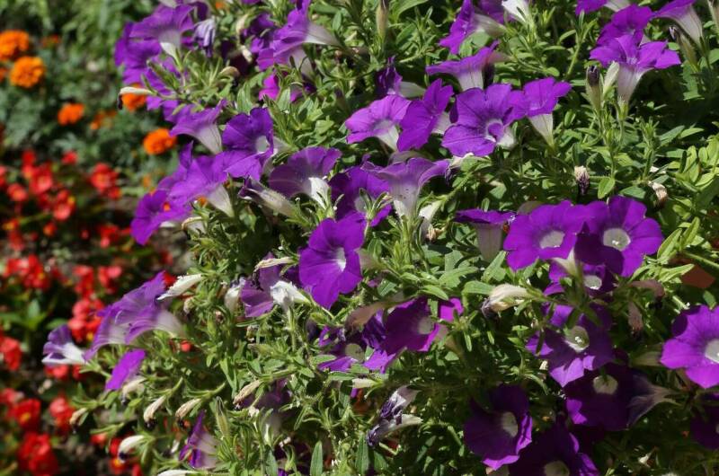 Гостевой дом «Афалина»