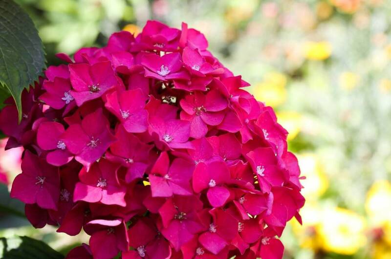 Гостевой дом «Афалина»