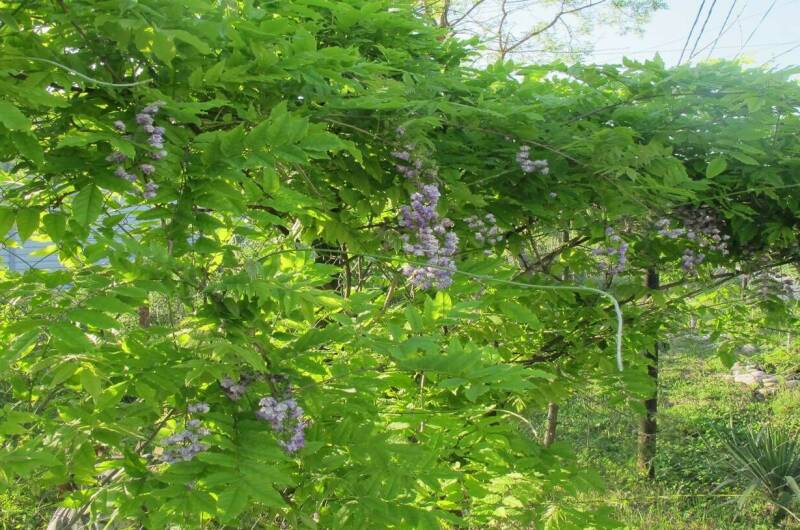 Гостевой дом «Пани София»