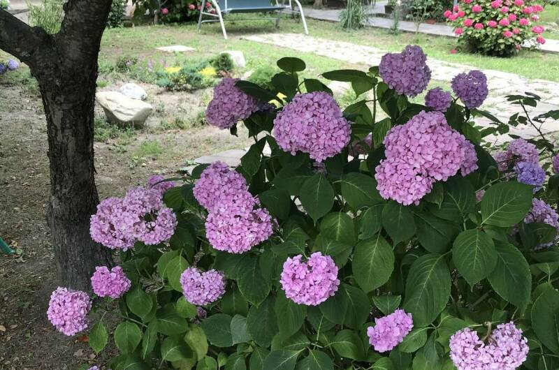 Гостевой дом «Ачегу»