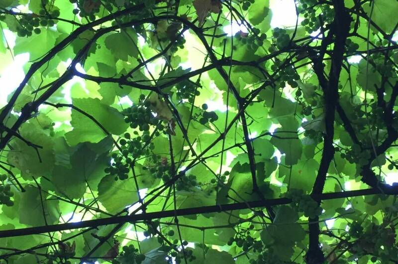 Гостевой дом «Элина»