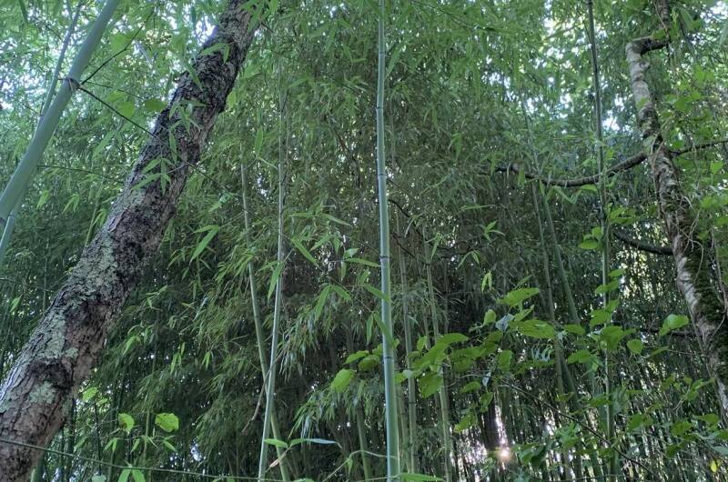 Дом под ключ «Лес и море»