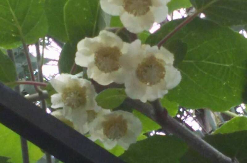 Гостевой дом «Эвкалипт»