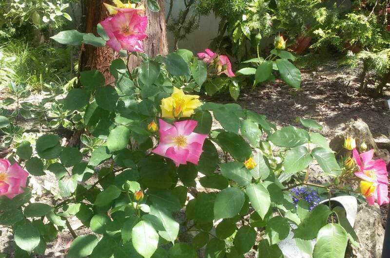 Гостевой дом «Эвкалипт»